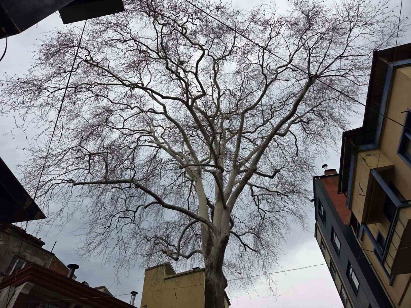 Samsun’un koruma altındaki 11 çınarından biri 160 yıldır dimdik ayakta