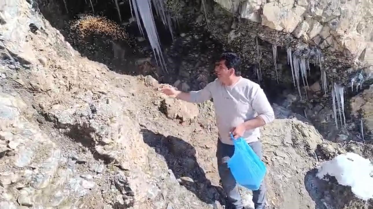 Keklikler için doğaya yem bıraktılar