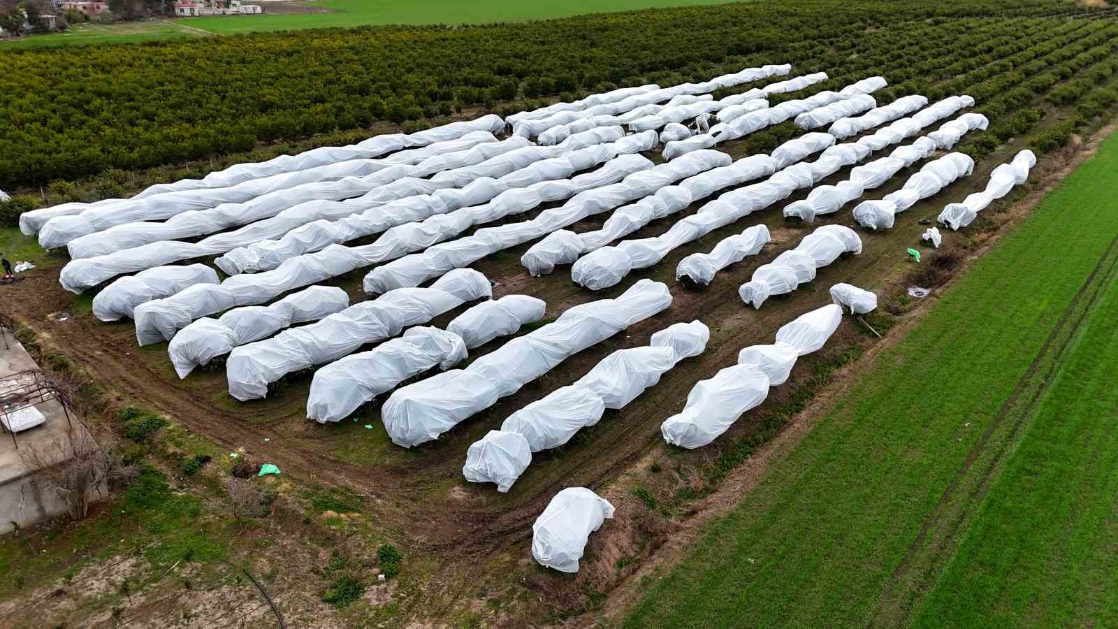 Çukurova çiftçisinden zirai don önlemi: 15 dönüm limon ağacı fileyle örtüldü