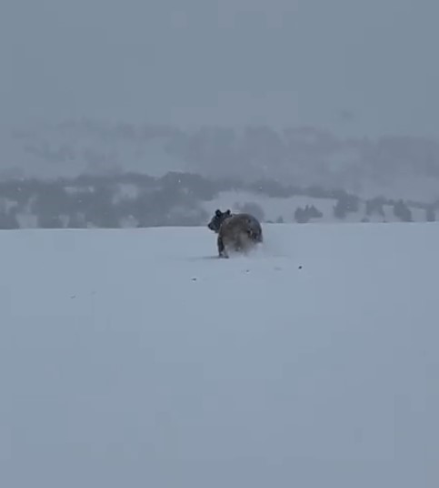 Kış uykusuna yatmayan ayı ka&ccedil;arken g&ouml;r&uuml;nt&uuml;lendi
