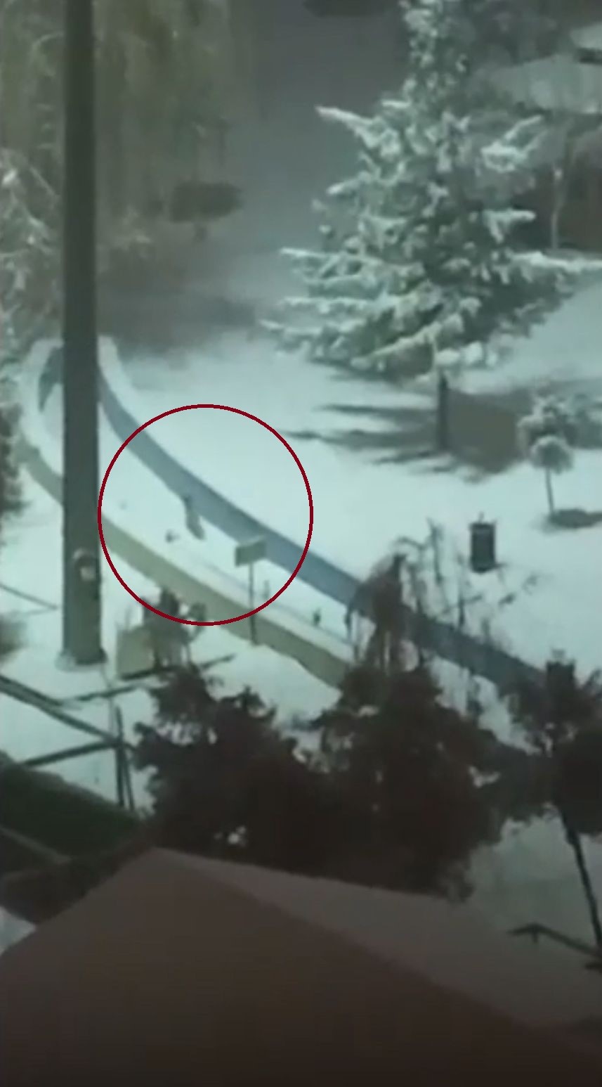 Kurtalan’da tilkiler şehir merkezine indi