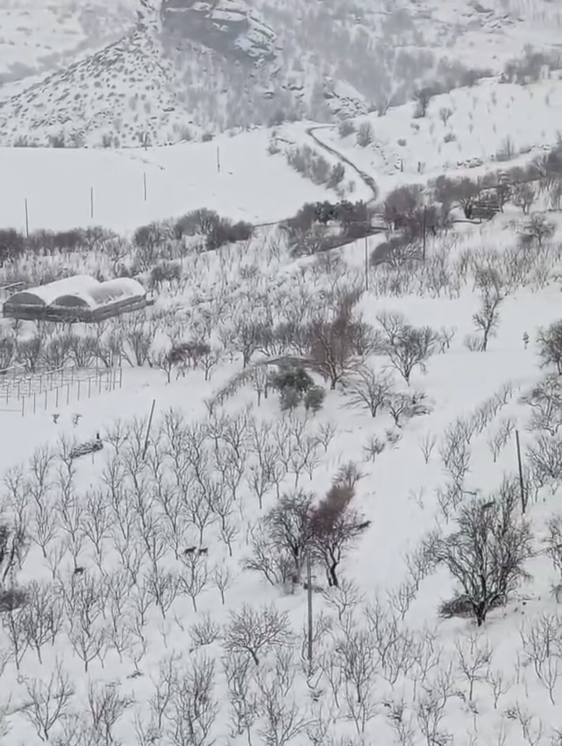Diyarbakır’da aç kalan kurt sürüsü yerleşim yerine indi