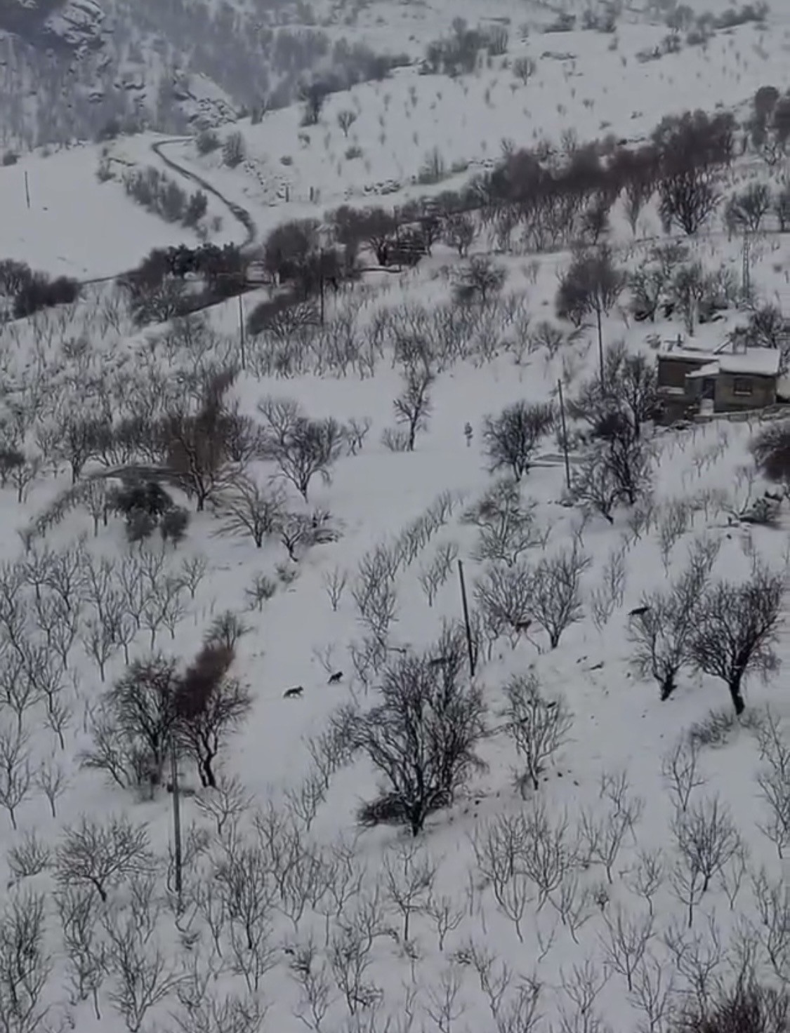 Diyarbakır&rsquo;da a&ccedil; kalan kurt s&uuml;r&uuml;s&uuml; yerleşim yerine indi
