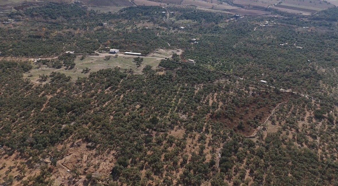 Mardin Büyükşehir Belediyesinden Derik zeytini için dal kanserine karşı mücadele