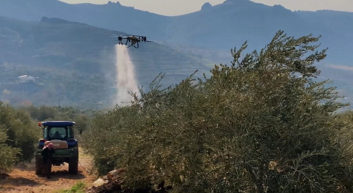 Mardin B&uuml;y&uuml;kşehir Belediyesinden Derik zeytini i&ccedil;in dal kanserine karşı m&uuml;cadele
