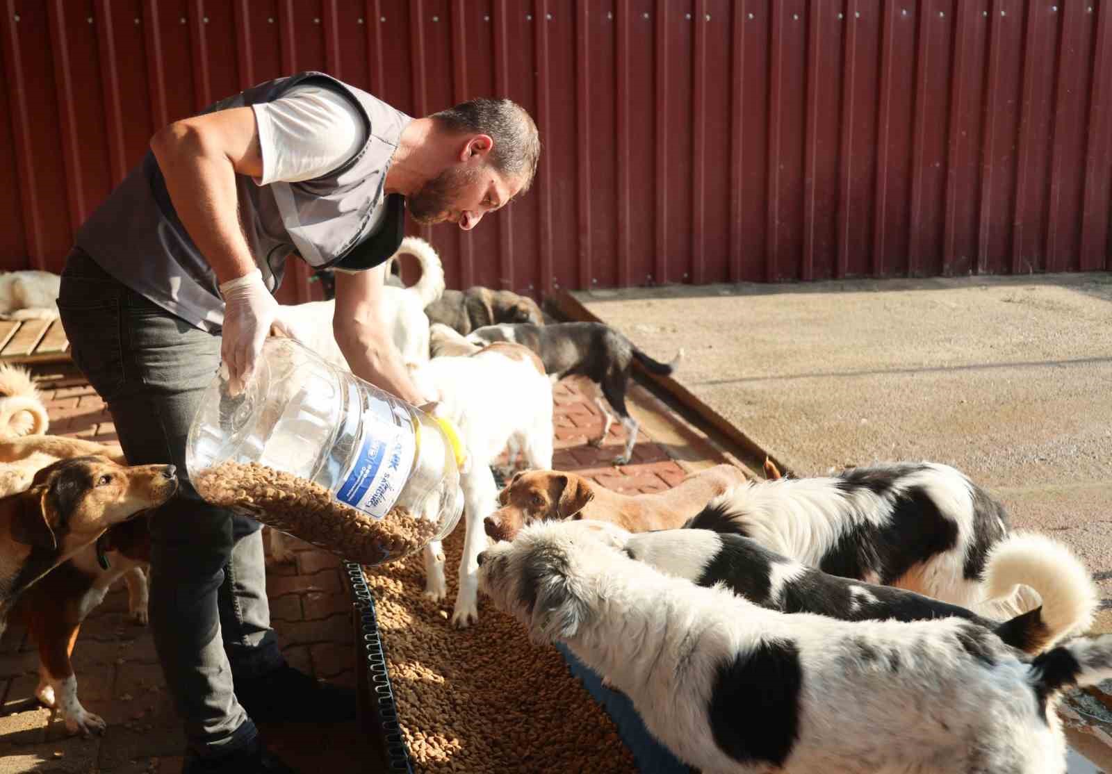 Canik Belediyesi doğal yaşam alanıyla can dostlara kucak a&ccedil;ıyor
