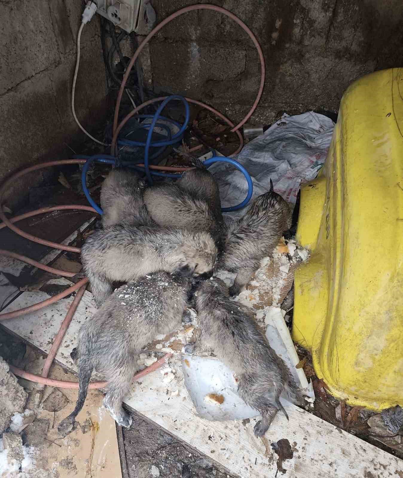 Mardin’de insanlık ölmemiş dedirten hareket: Donmak üzere olan yavruların imdadına yetişti