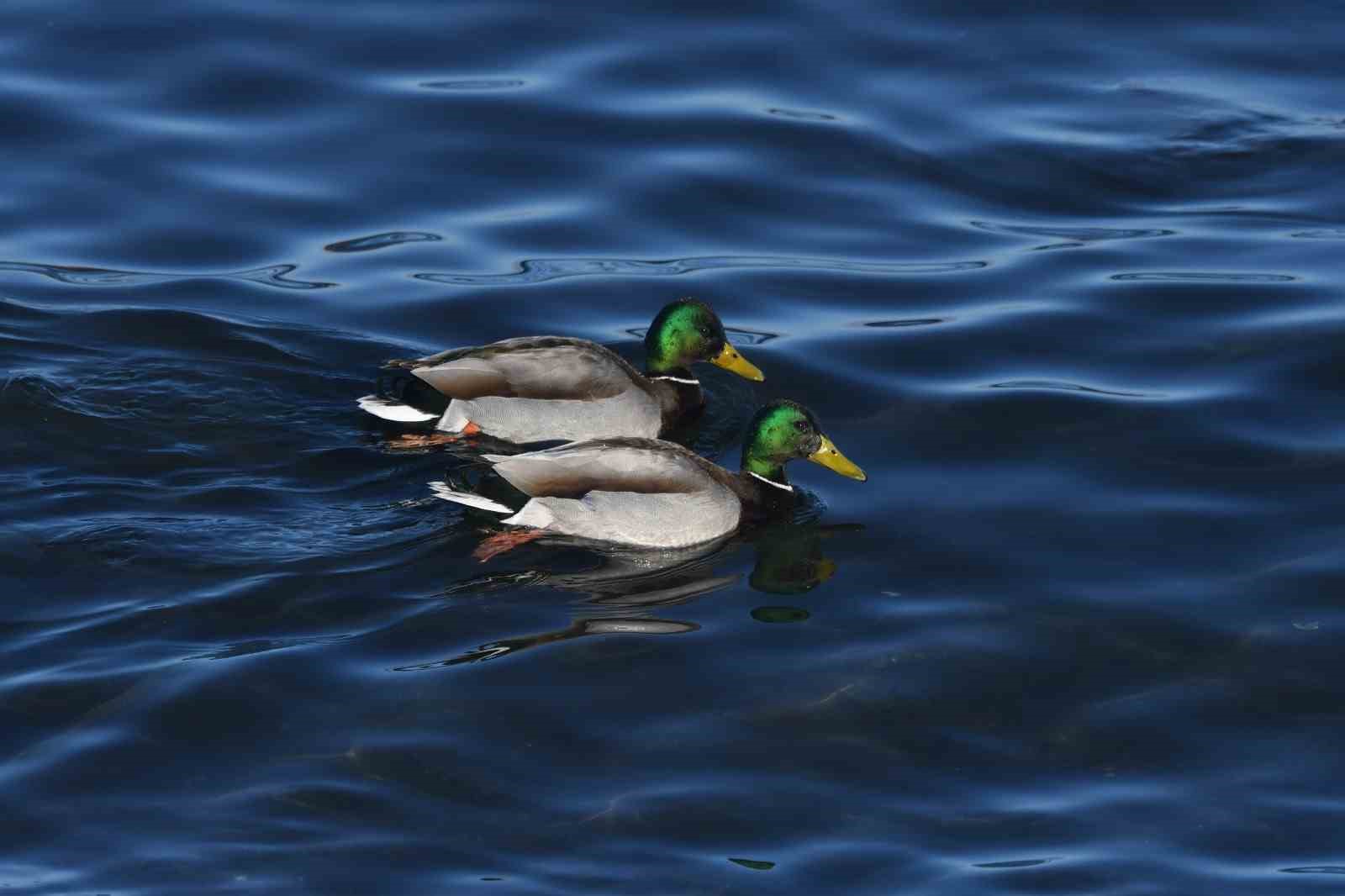 Tatvan sahilinde yeşilbaş &ouml;rdekler fotoğraflandı

