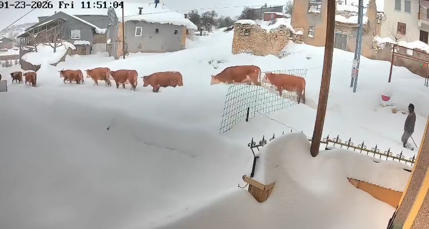 Malatya’da büyükbaş hayvanların karla mücadelesi görüntülendi
