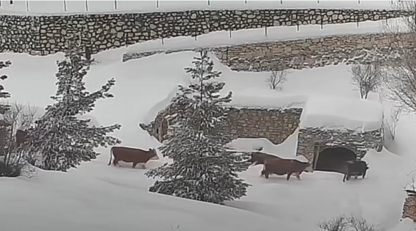 Malatya’da büyükbaş hayvanların karla mücadelesi görüntülendi