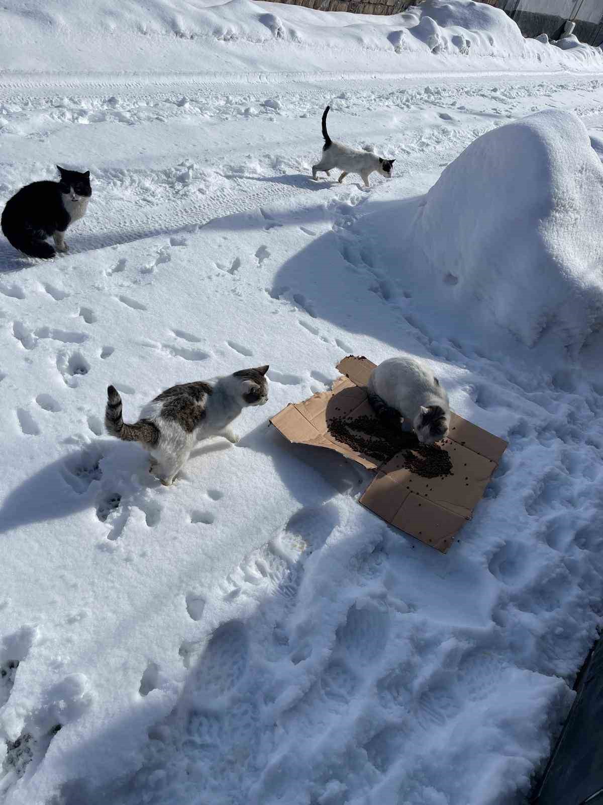 Bünyan’da sokak hayvanlarına mama desteği