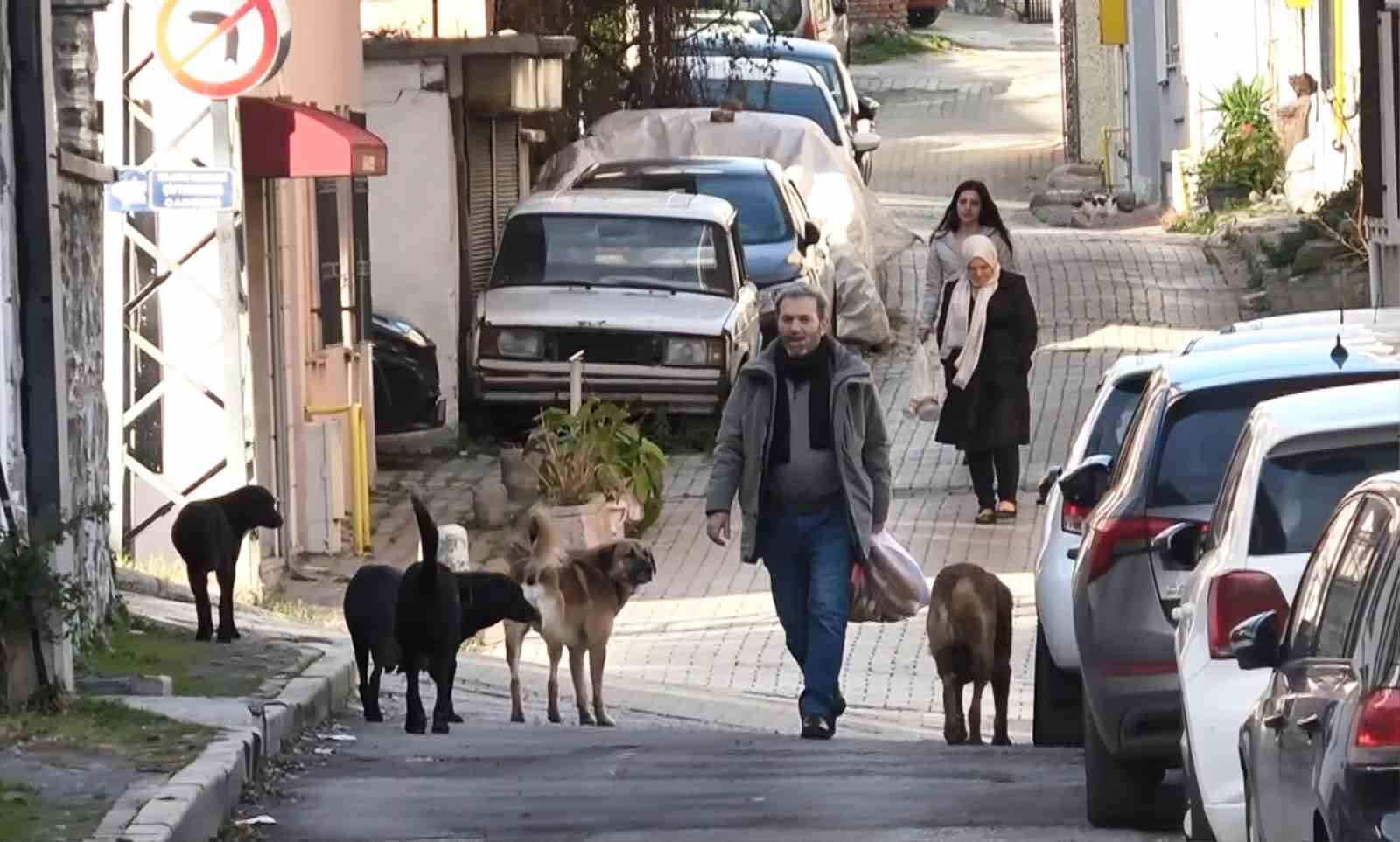 Sürü halindeki başıboş köpekler ekipleri görünce kaçtı