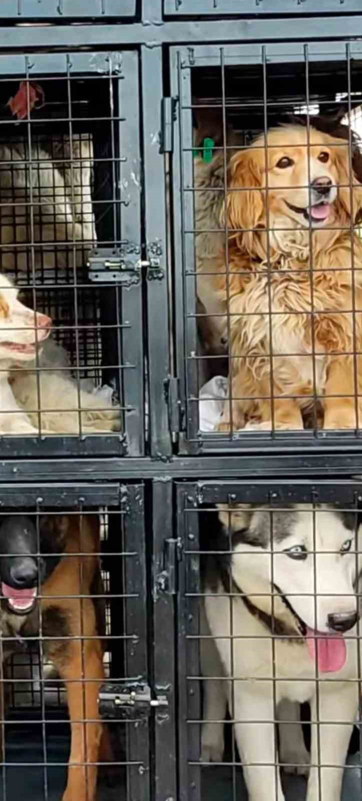 Hayvan severlerden, hayvan ka&ccedil;ak&ccedil;ılığı iddiası
