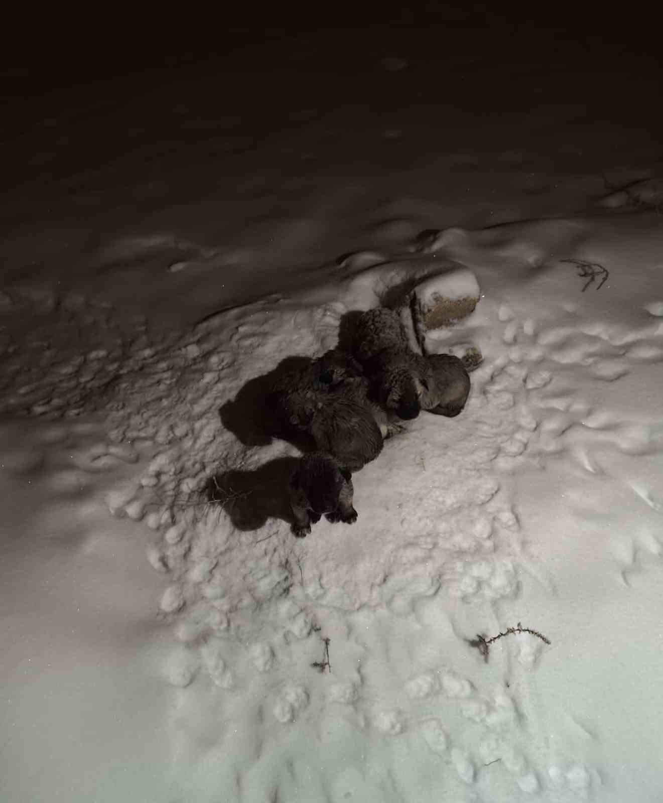 Mardin&rsquo;de insanlık &ouml;lmemiş dedirten hareket: Donmak &uuml;zere olan yavruların imdadına yetişti

