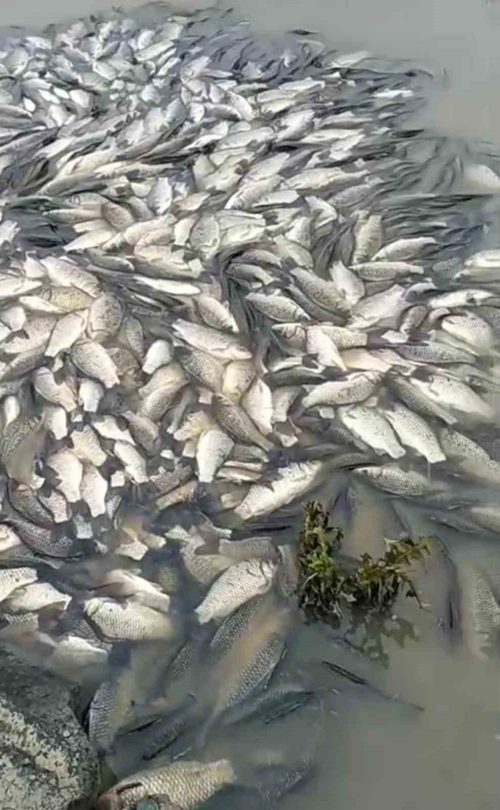 Tekirdağ&rsquo;da g&ouml;lette toplu balık &ouml;l&uuml;mleri: Sudan numune alındı
