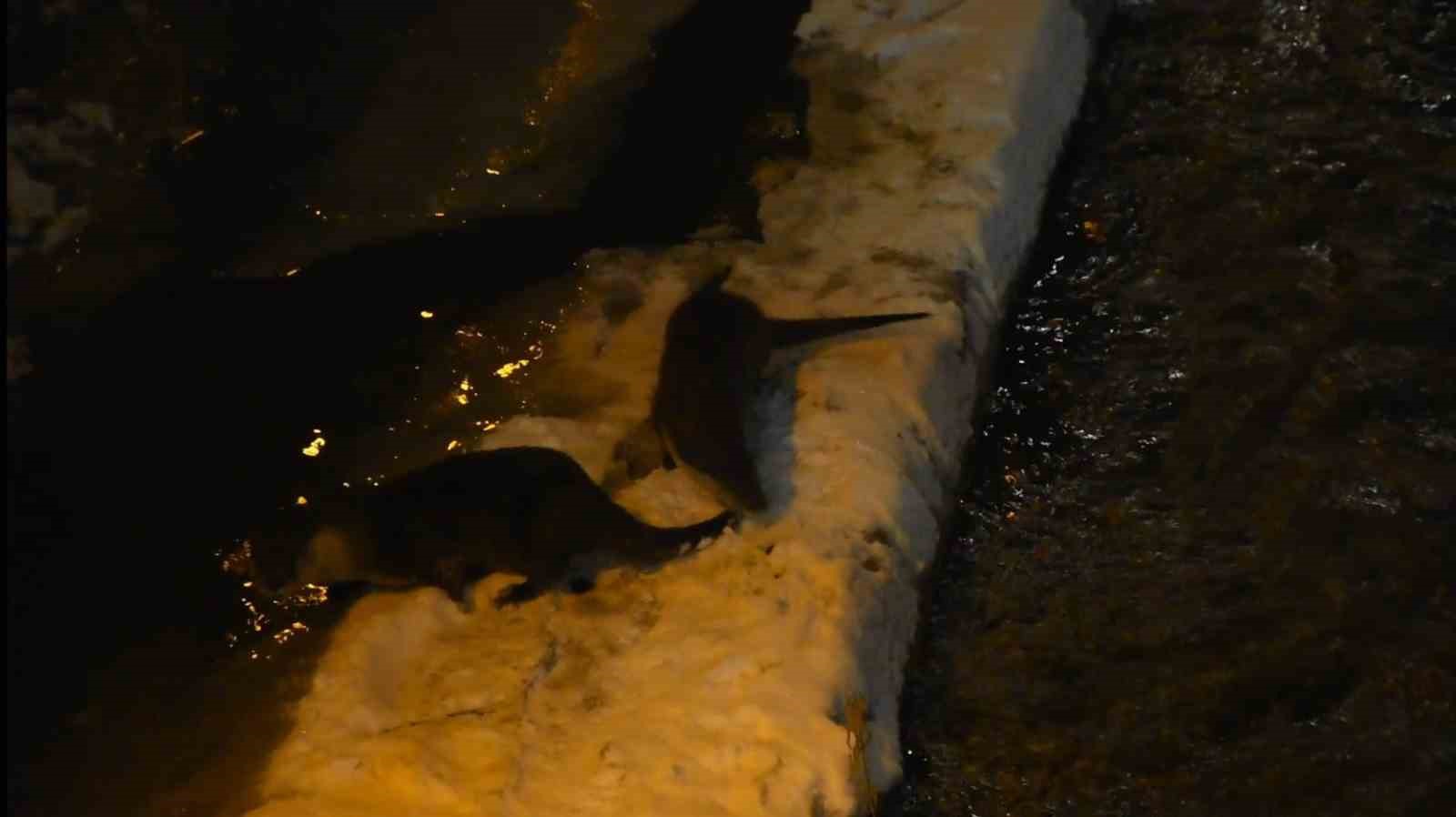 Harşit Çayı’nda nesli tehlike altındaki su samurları görüntülendi