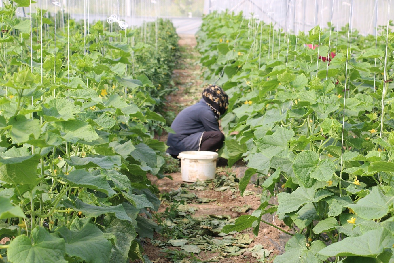 Erzincan’da kadın çiftçilere yüzde 50 hibeli sera desteği