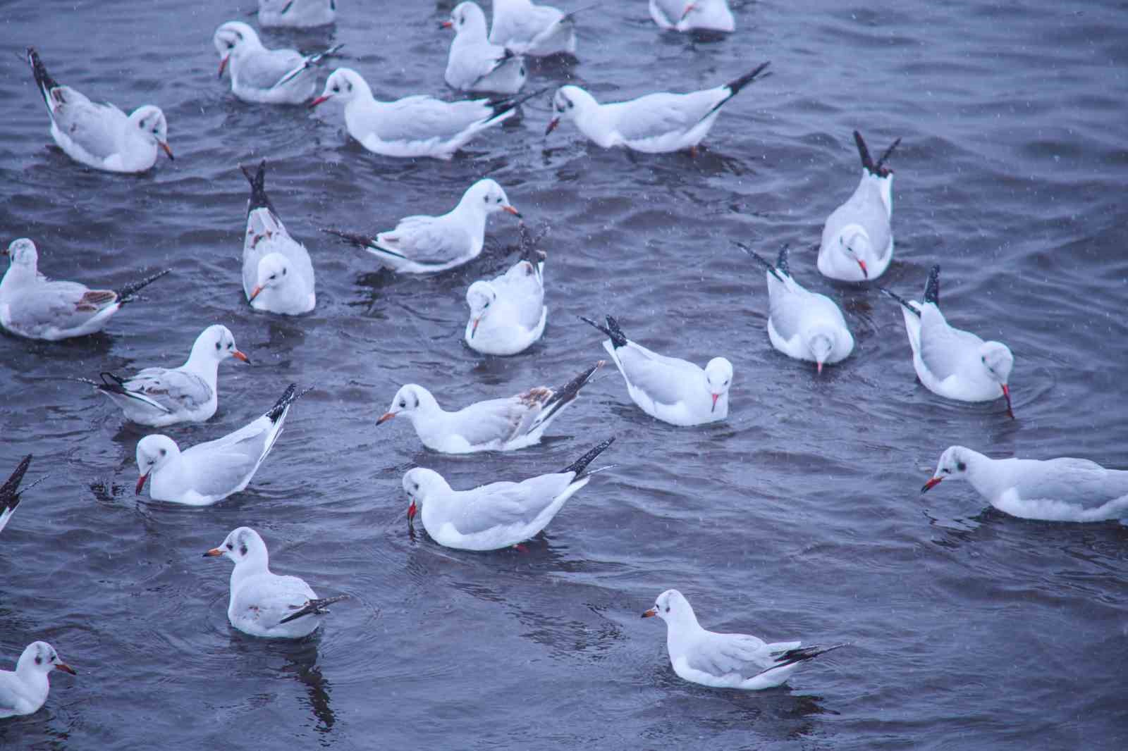 Tatvan&rsquo;a kış ortasında kuş akını
