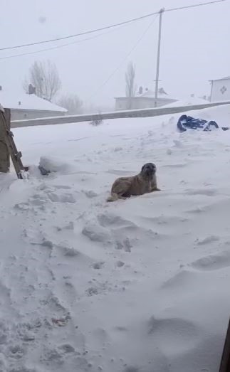 Tipide ahıra saklanan k&ouml;pek kapıya sıkıştı
