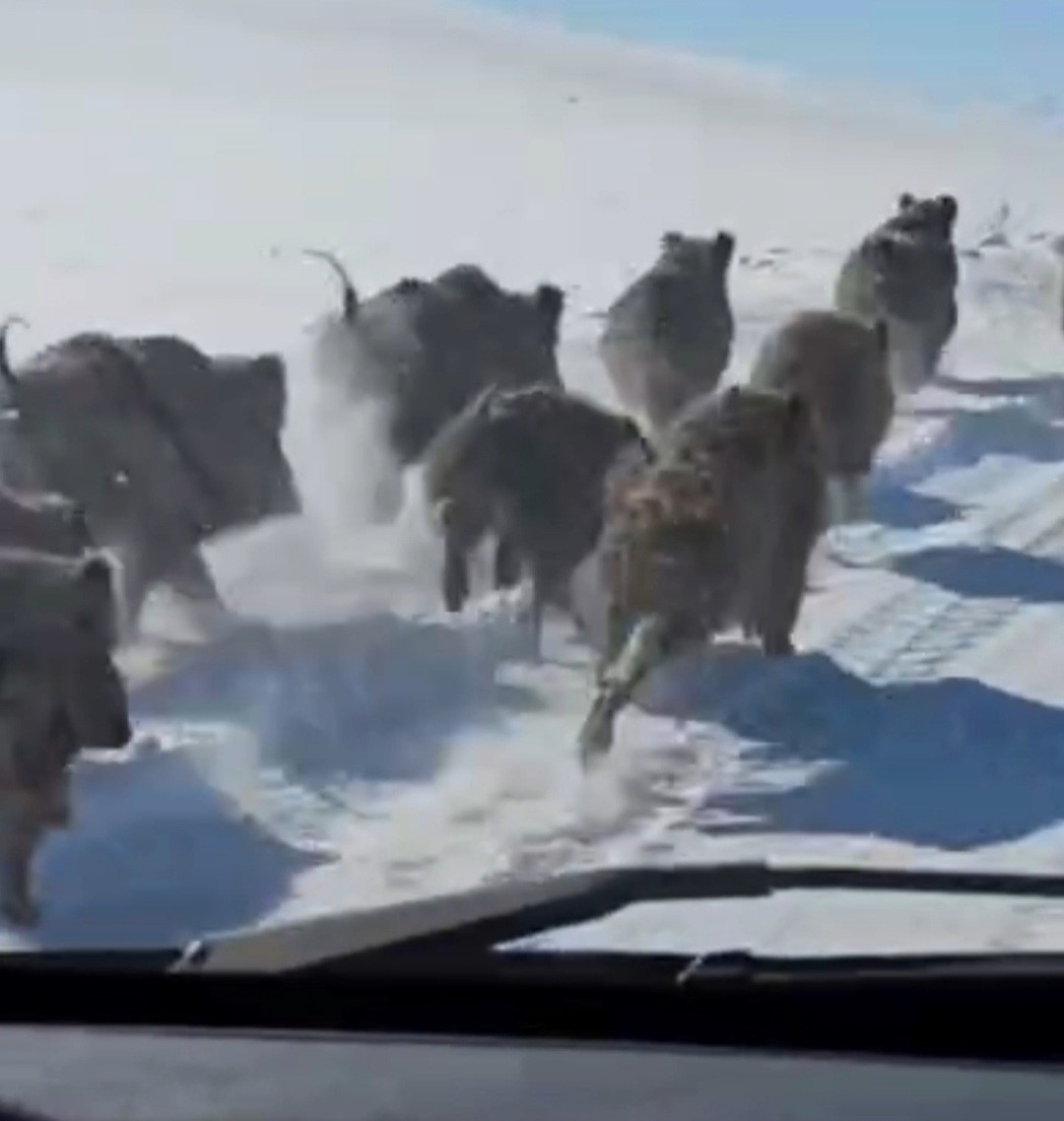 Başkale’de domuz sürüsü görüntülendi