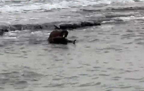 Tekirdağ kıyılarında su samuru görüntülendi