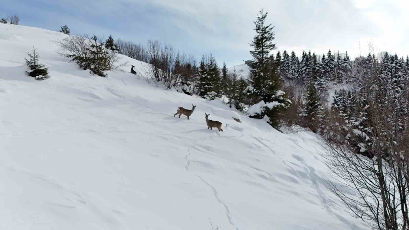 Yiyecek arayan karacalar Kulakkaya Yaylası’nda görüntülendi