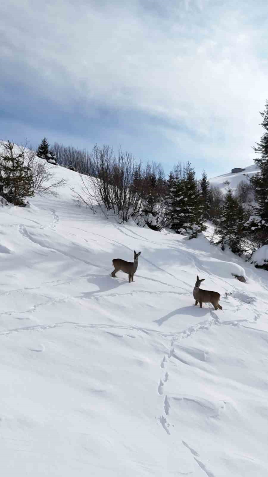Yiyecek arayan karacalar Kulakkaya Yaylası&rsquo;nda g&ouml;r&uuml;nt&uuml;lendi
