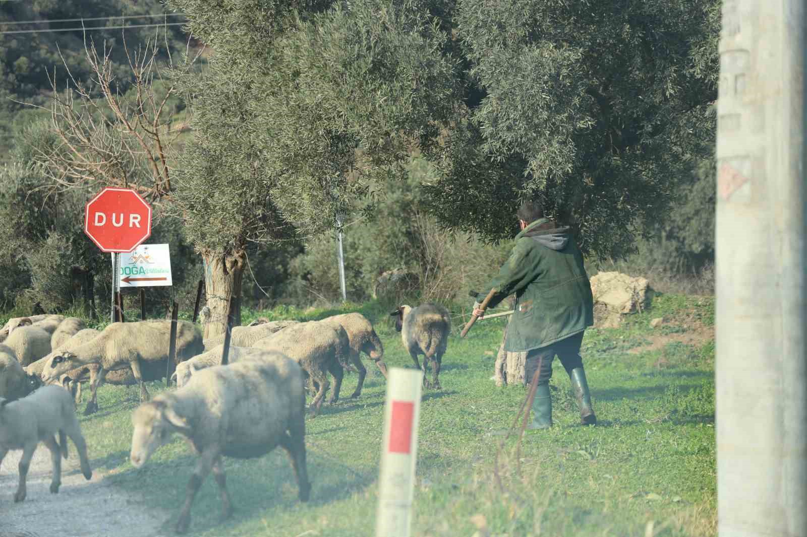 Havalar ısındı, s&uuml;r&uuml;ler doğaya salındı
