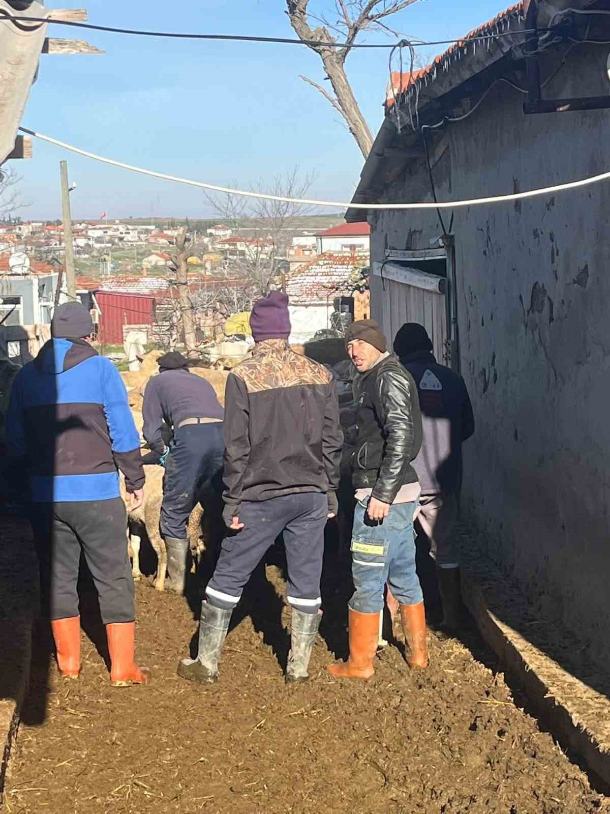 Aşı sırasında yeni doğan kuzu sevindirdi
