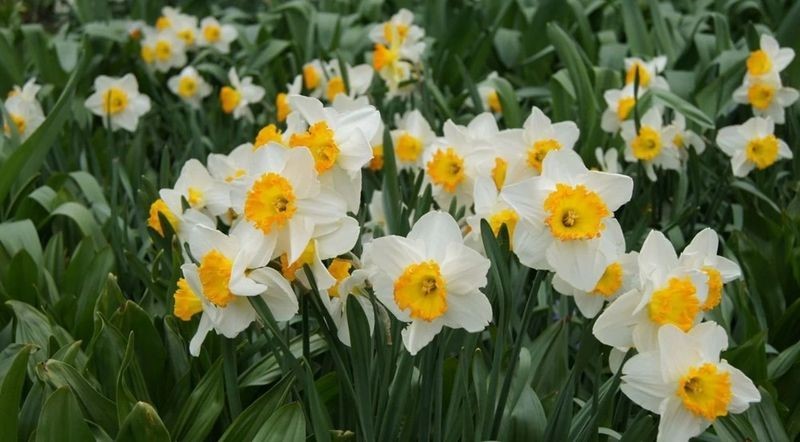 Bayındır’da yetişen nergis, bilimde öne çıkıyor