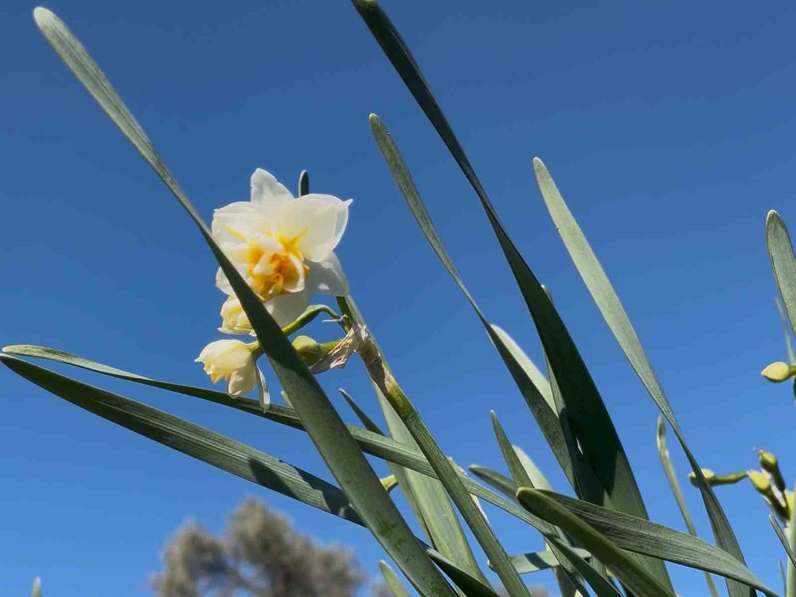 Bayındır&rsquo;da yetişen nergis, bilimde &ouml;ne &ccedil;ıkıyor

