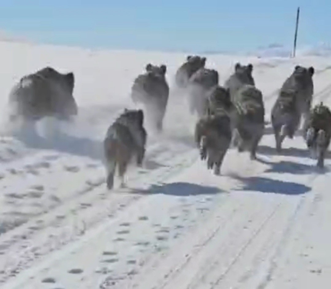 Başkale’de domuz sürüsü görüntülendi