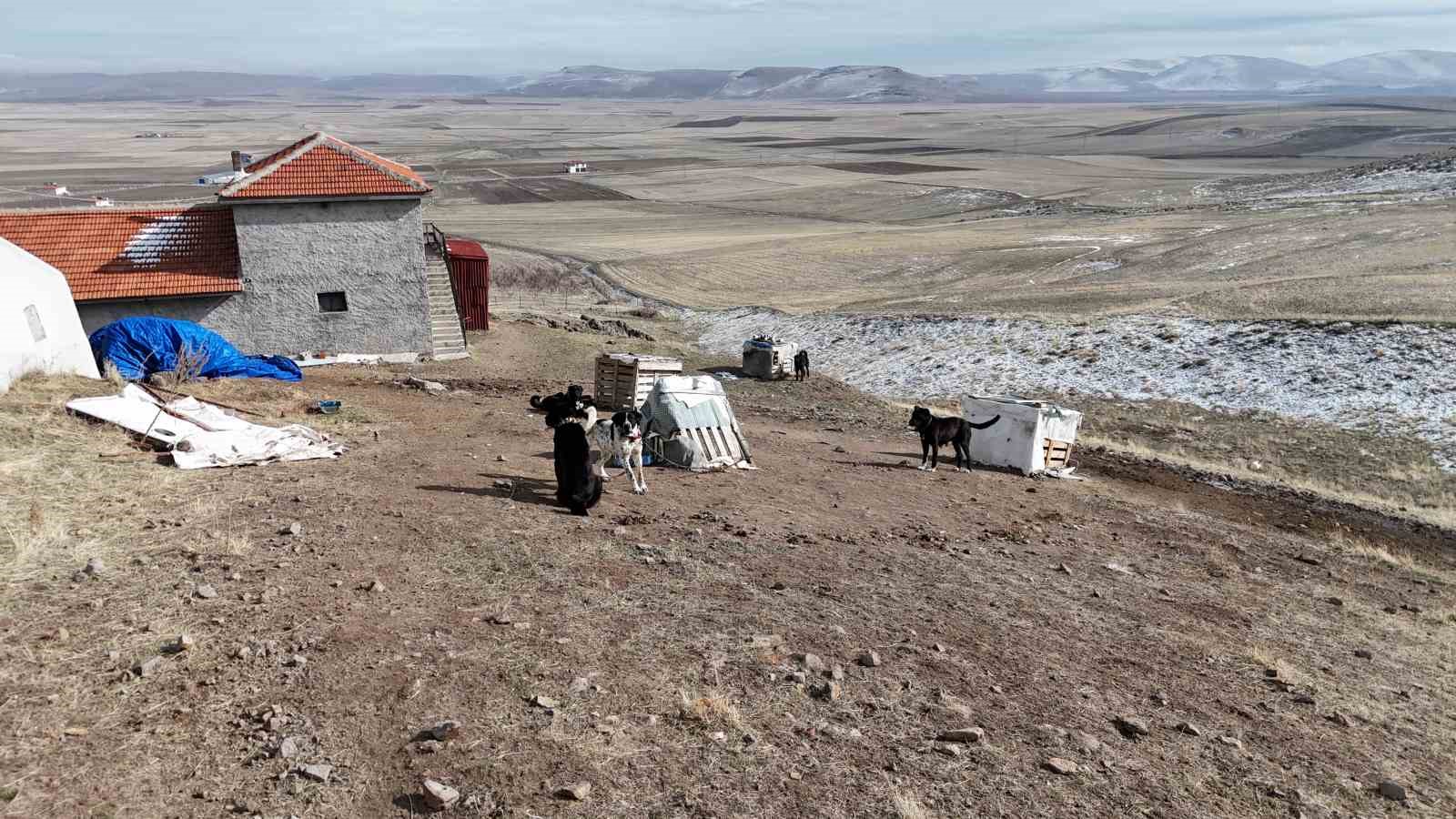 Başkentin siyah bek&ccedil;ileri: Haymana Karası 
