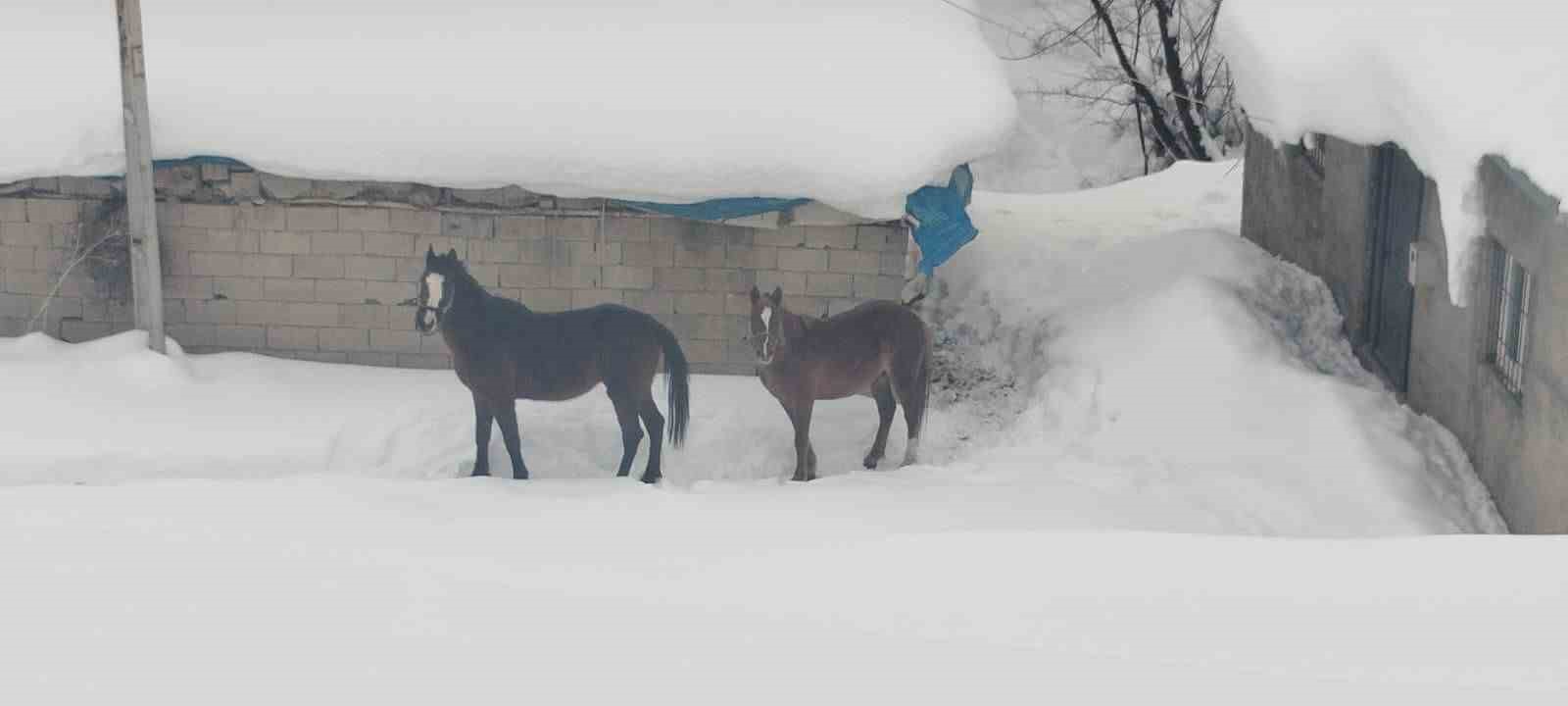 Türkiye-İran sınırında terk edilen 2 at kurtarıldı