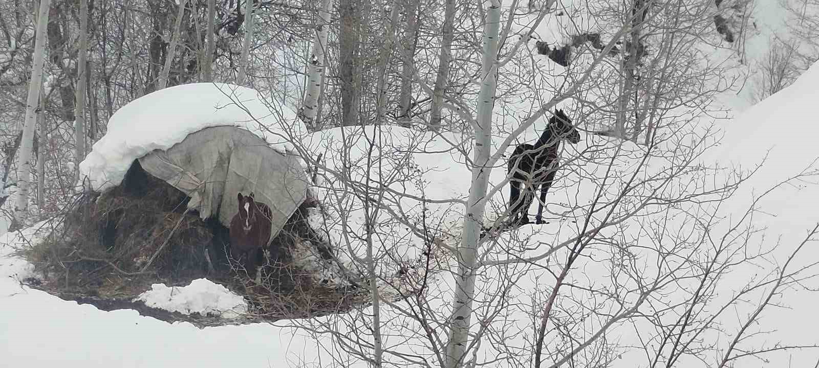 T&uuml;rkiye-İran sınırında terk edilen 2 at kurtarıldı
