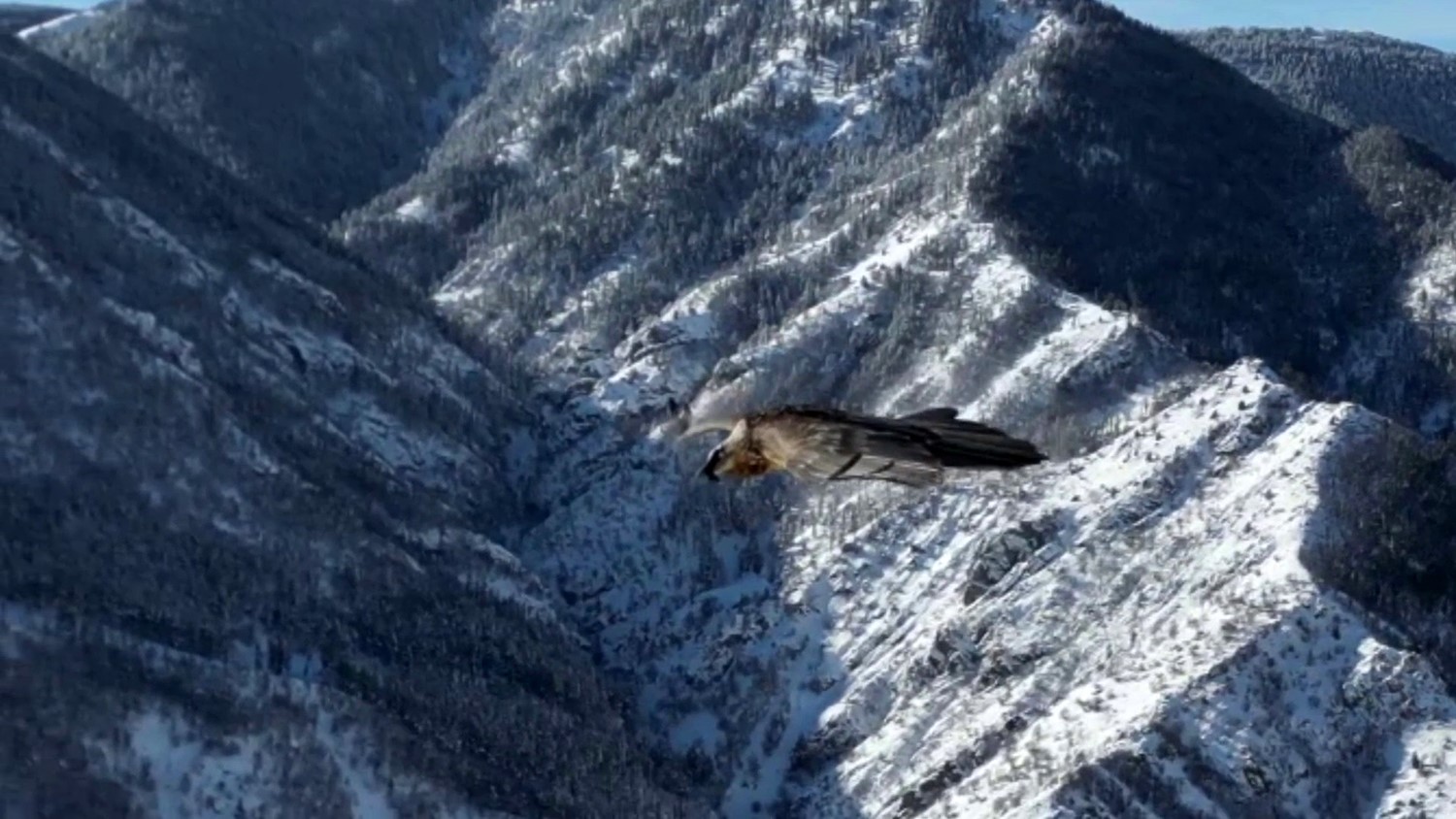 Erzurum&rsquo;da sakallı akbaba dron ile g&ouml;r&uuml;nt&uuml;lendi
