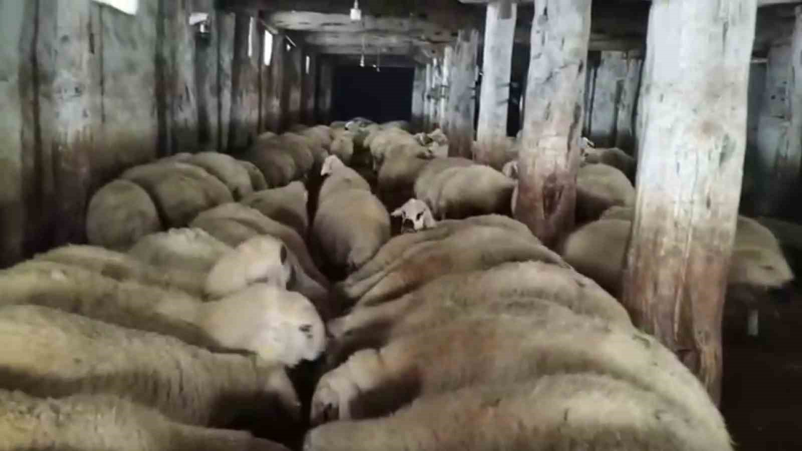 Sivas&rsquo;ta kar kalınlığı yer yer 2 metreyi aştı, en &ccedil;ok hayvancılık yapanlar zorlandı
