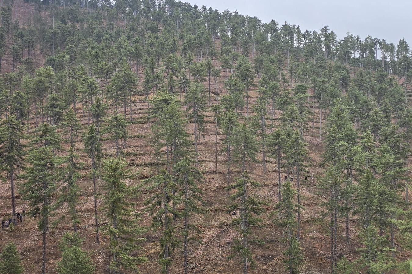 Saimbeyli’de orman geleceğe hazırlanıyor