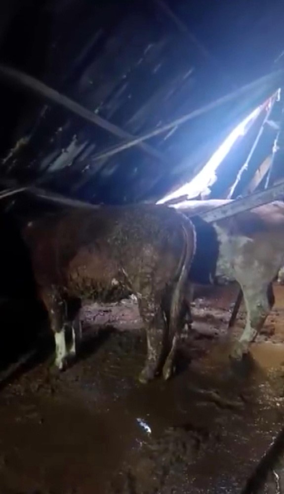 Ahırın &ccedil;atısı yağan karın ağırlığını taşıyamadı, hayvanlar komşuların yardımıyla kurtarıldı
