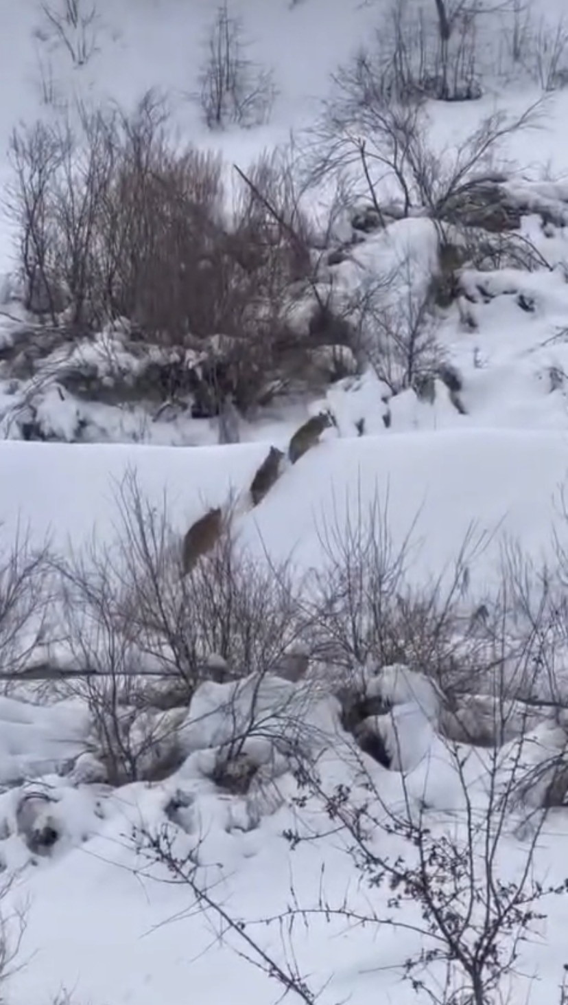 Elazığ’da kurt sürüsü görüldü
