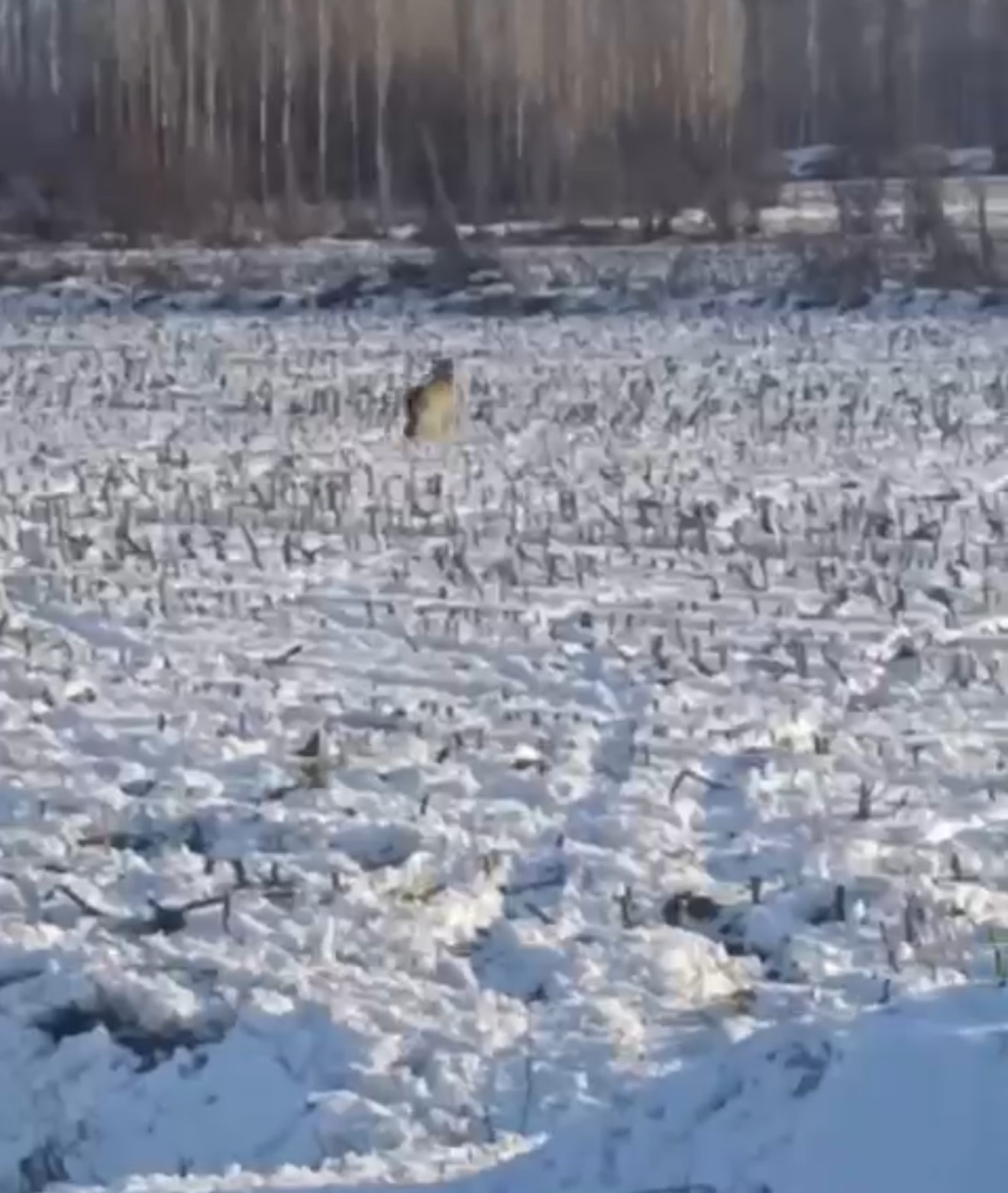 Iğdır&rsquo;da kurtlar yerleşim yerlerine indi
