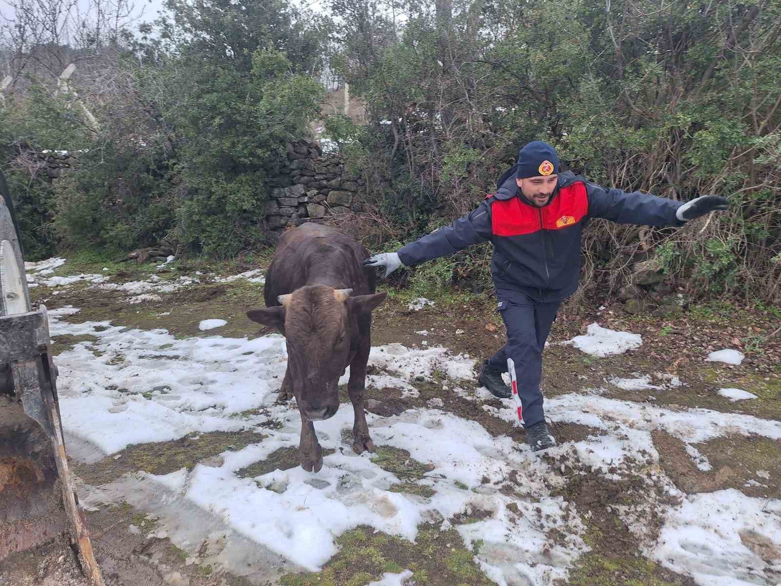 Tokat’ta su kuyusuna düşen inek kurtarıldı