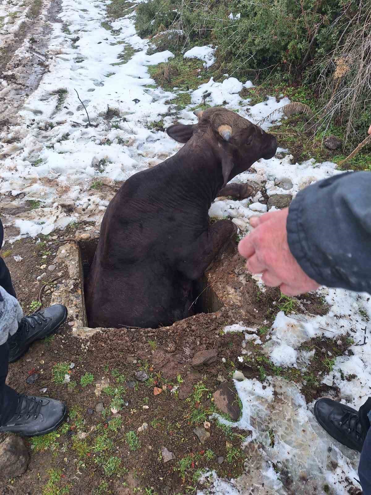 Tokat&rsquo;ta su kuyusuna d&uuml;şen inek kurtarıldı
