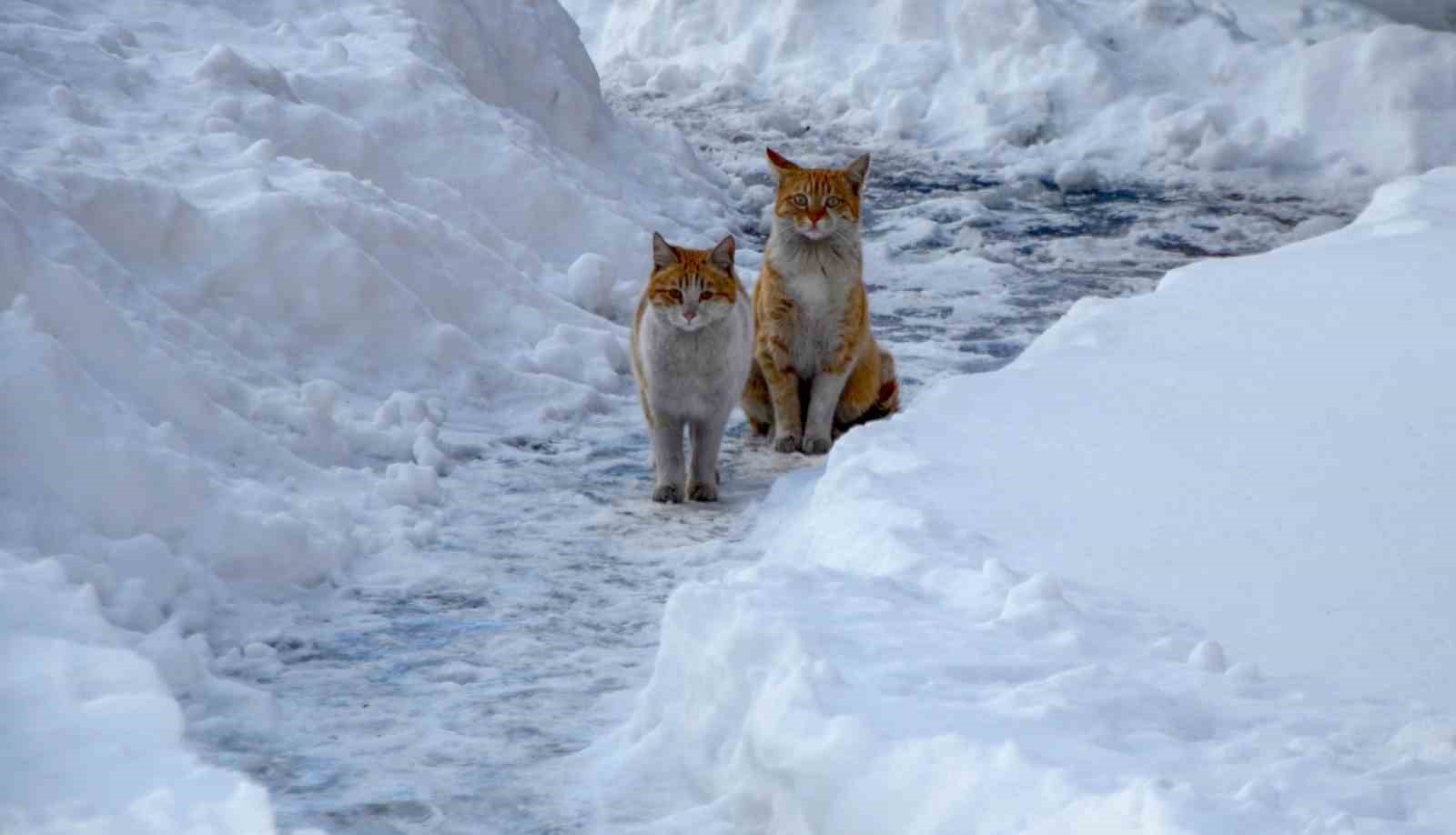 Buzlanma ve dona dikkat