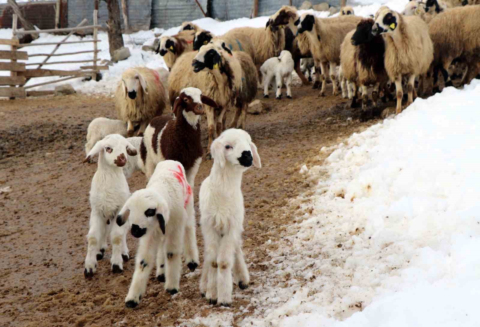 Besiciler uykusuz, kuzular güvende