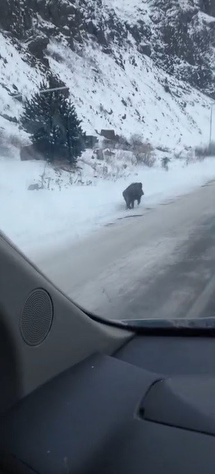 Kars’ta yol kenarında ilerleyen domuz cep telefonuyla kaydedildi