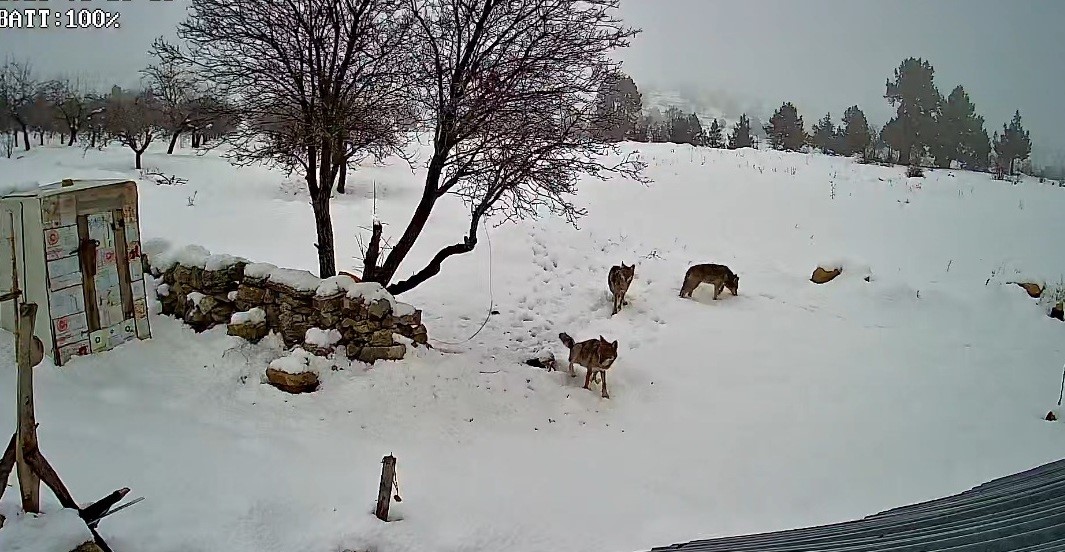Bozyazı’da kurtlar köye indi: O anlar kamerada