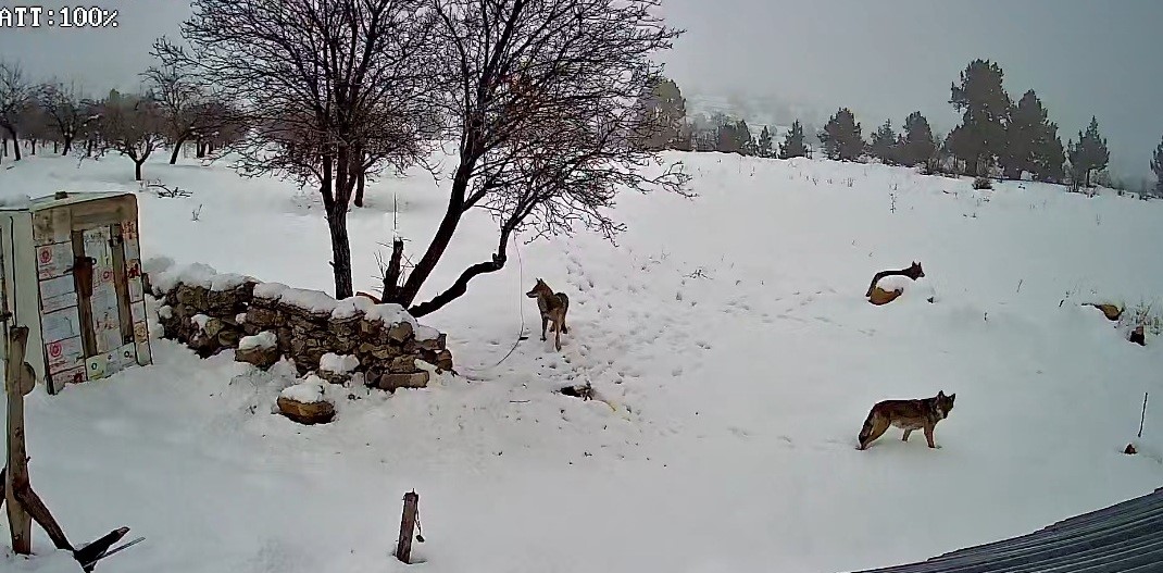 Bozyazı’da kurtlar köye indi: O anlar kamerada