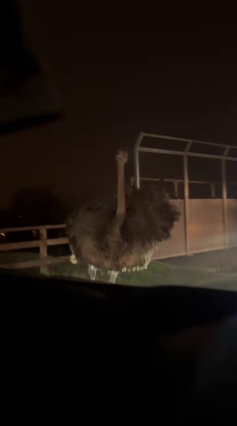 Deve kuşu, trafiği alt üst etti
