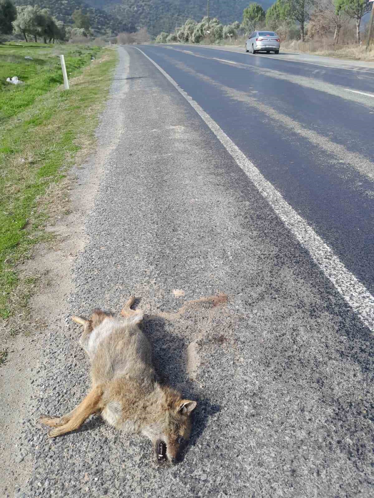 Aracın çarptığı tilki telef oldu